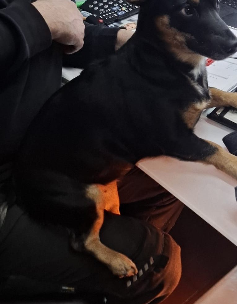 Ein Hund sitzt auf dem Schoß am Schreibtisch der Werkstatt